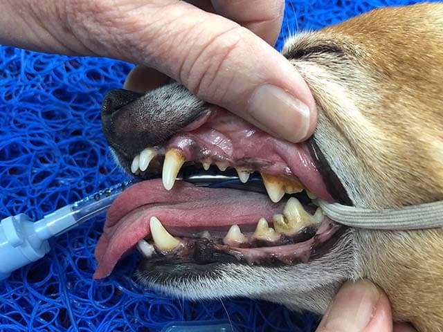 Bad Breath Dogs Before Teeth Cleaning