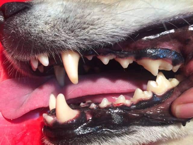 Treating bad breath in cats and dogs