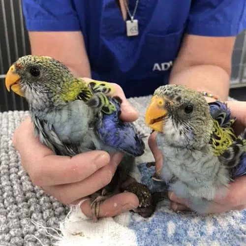 Vet For Birds Woombye Nambour