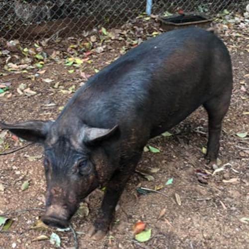 Vet For Pigs Woombye Nambour