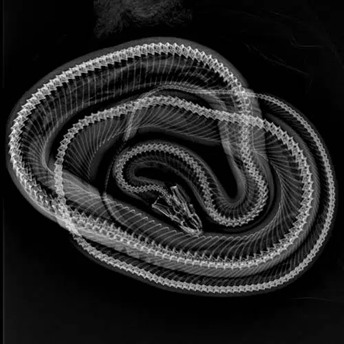 snake xray