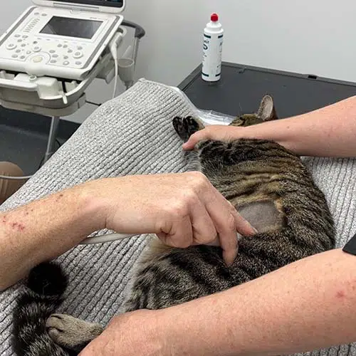 Cat Ultrasound Woombye Vet