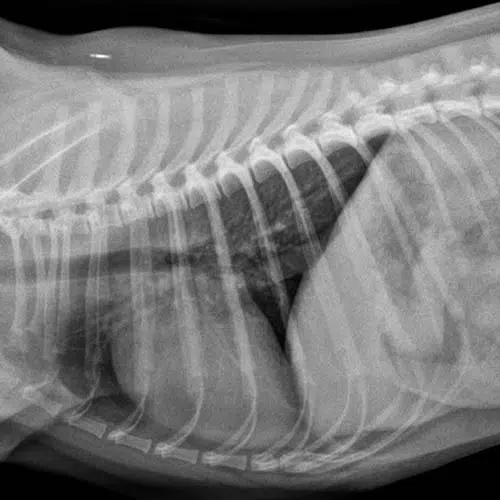 Heart Xray Woombye Vet