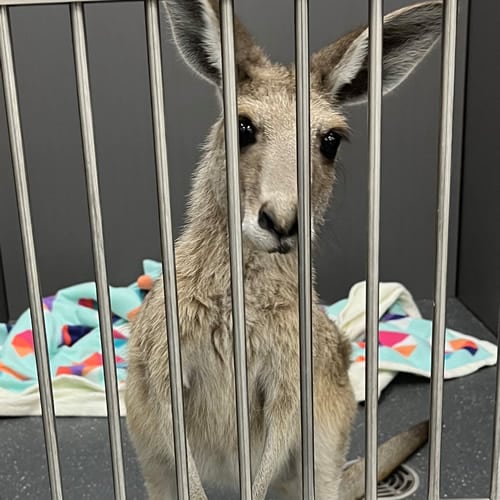 vet care for injured kangaroo