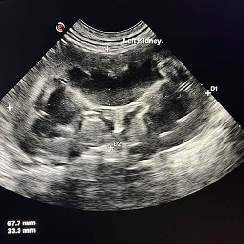 Kidney Ultrasound Woombye Vet
