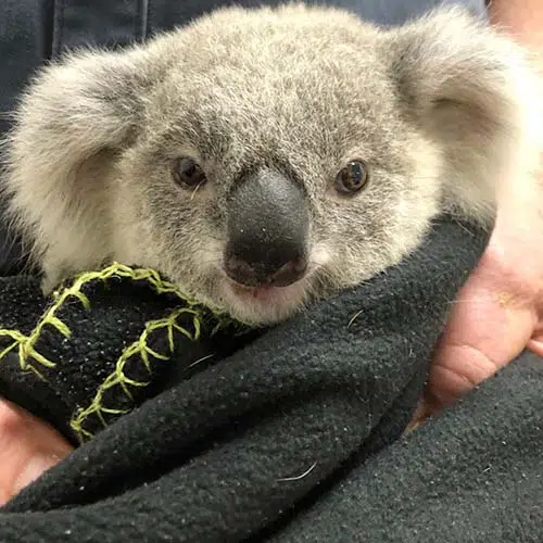 Vet for koala