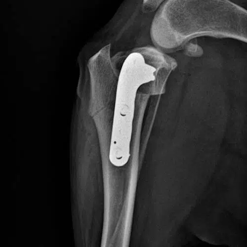 Leg Xray Woombye Vet