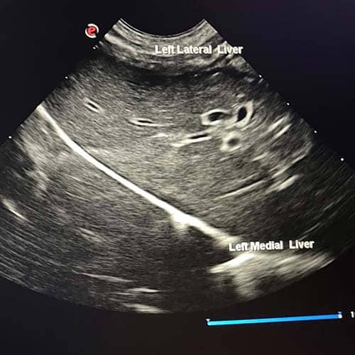 Liver Ultrasound Woombye Vet