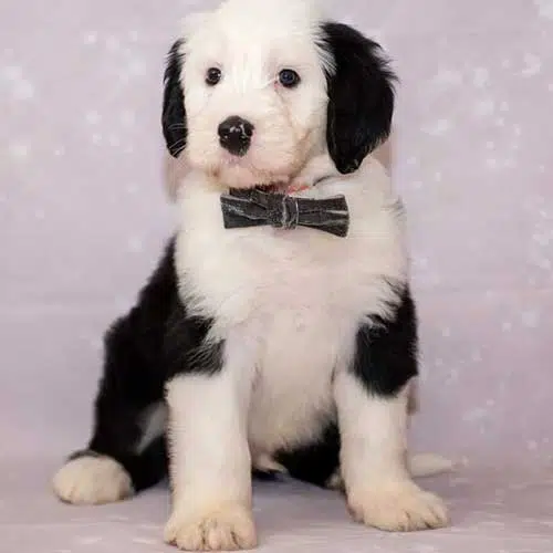 Veterinarian for dog Nambour