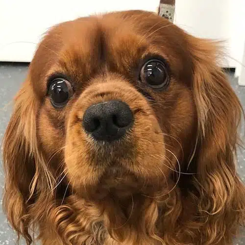 Vet for dog Woombye